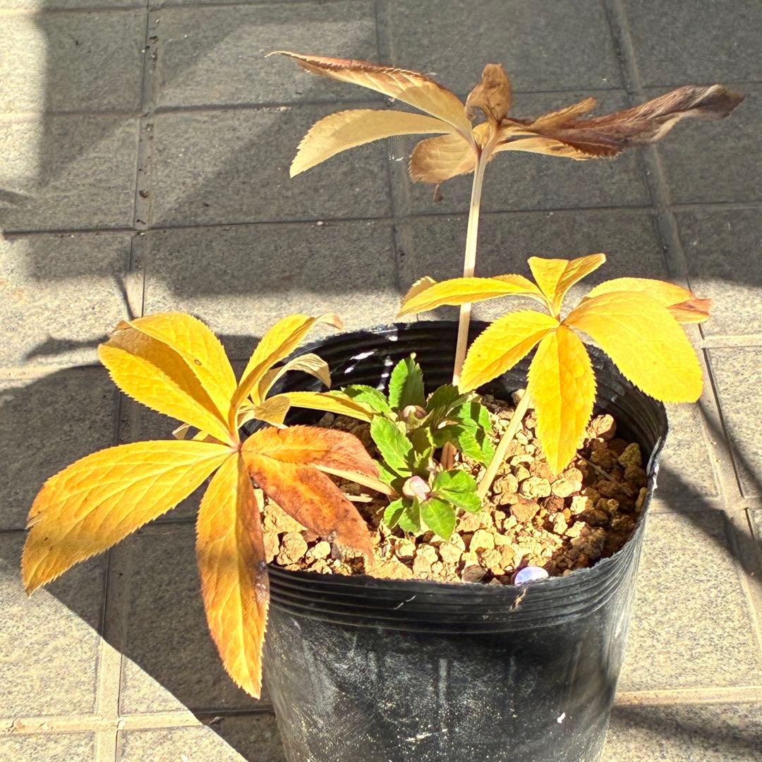 ぱ*こ様 ☘️蕾付き☘️極上☘️3391⭐️小輪⭐️ ハートSD⭐️オーレア⭐️