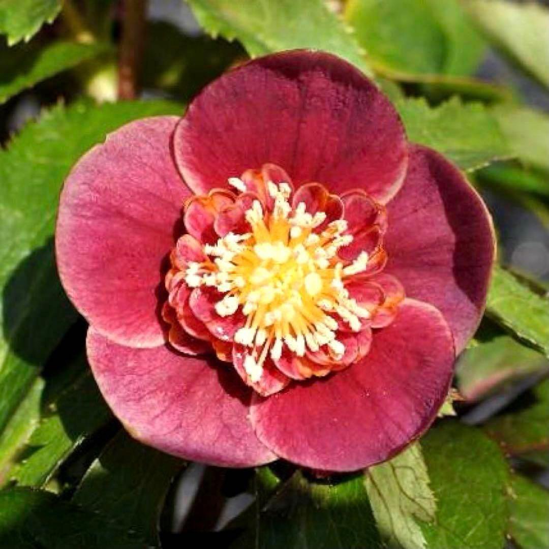 ぱ*こ様 ☘️蕾付き☘️極上☘️3391⭐️小輪⭐️ ハートSD⭐️オーレア⭐️