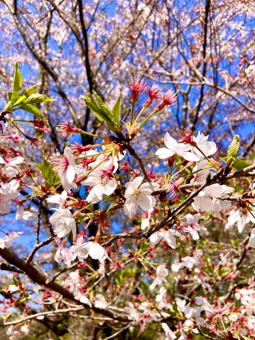 天然＊野生【山桜＊桜＊切り花＊つぼみの枝】ネコポス/可憐で素朴で可愛いです＾＾♪