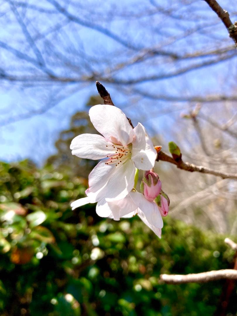 天然＊野生【山桜＊桜＊切り花＊つぼみの枝】ネコポス/可憐で素朴で可愛いです＾＾♪