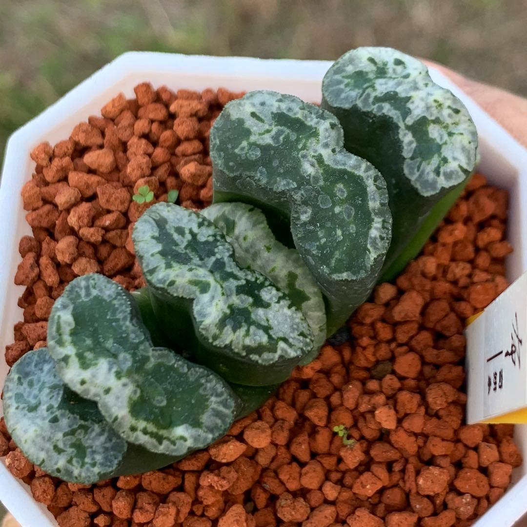 多肉植物 ハオルチア 台湾李氏実生 奇妍系