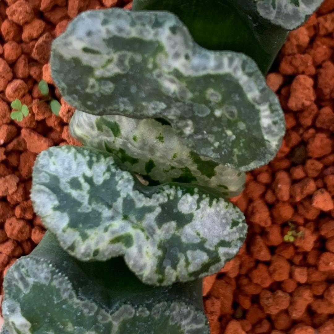 多肉植物 ハオルチア 台湾李氏実生 奇妍系