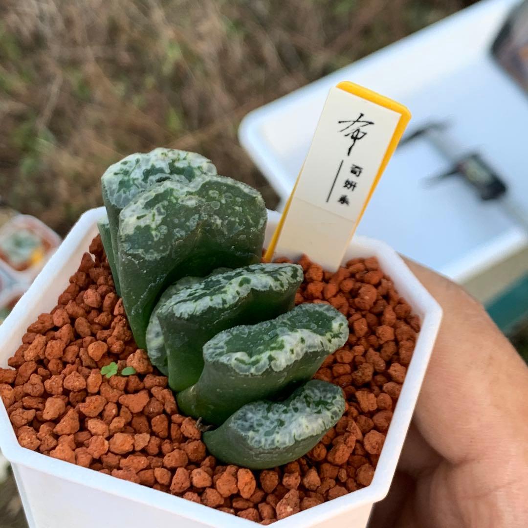 多肉植物 ハオルチア 台湾李氏実生 奇妍系