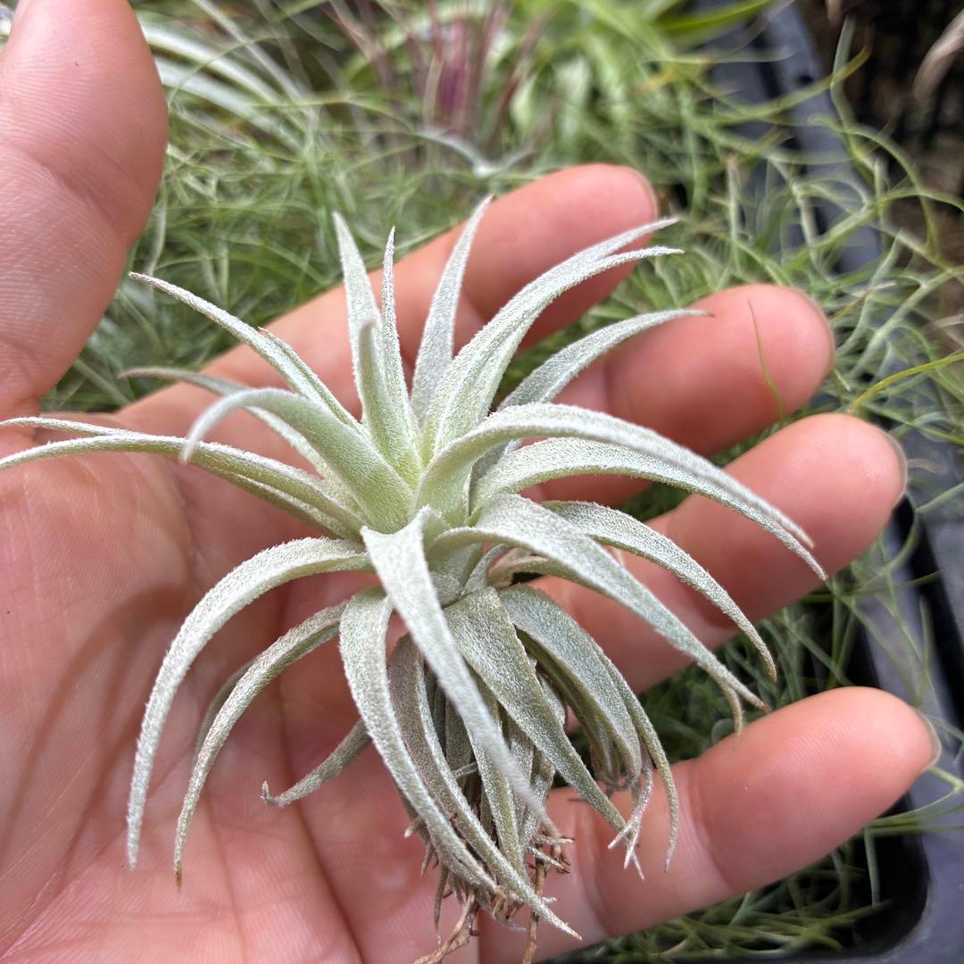 Tillandsia gardneri var. rupicola ティランジア