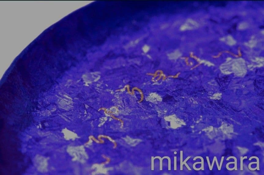 ロゴストロン 圀魂Nigi