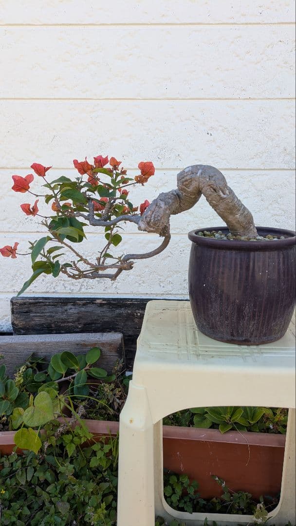 ブーゲンビリア 盆栽 半懸崖　赤花