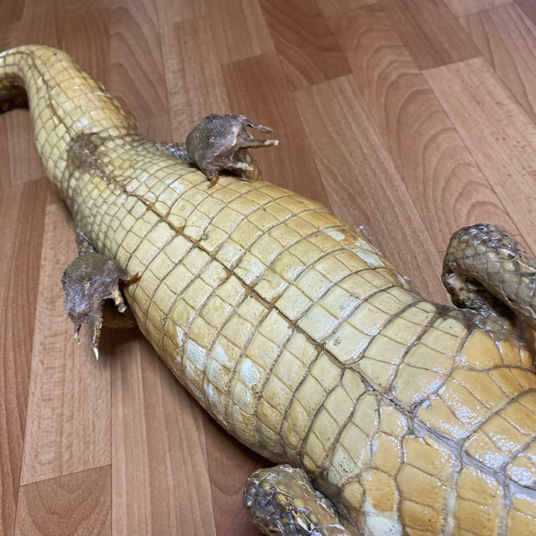 リアルワニ模型 約90cm