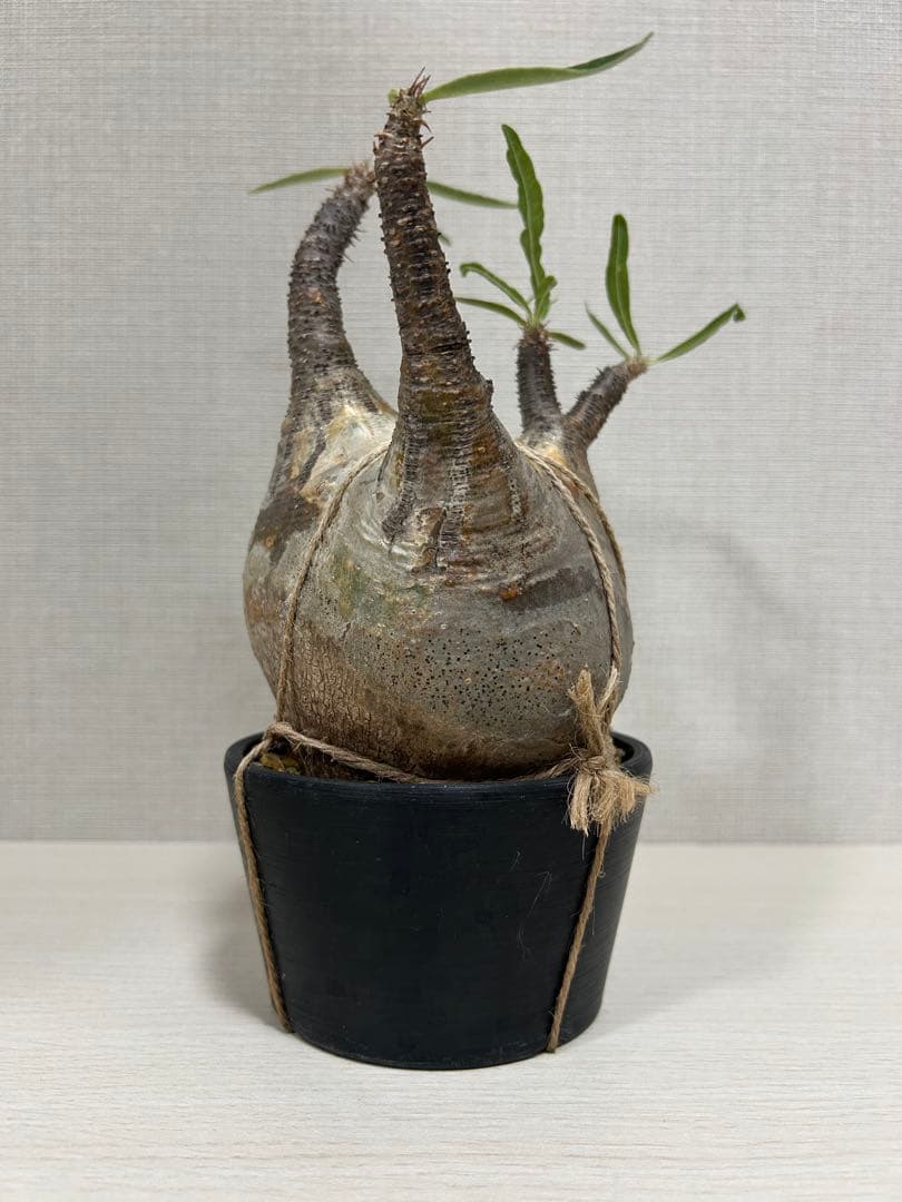 パキポディウム•グラキリス①　現地球　現地株　発根済み　塊根植物