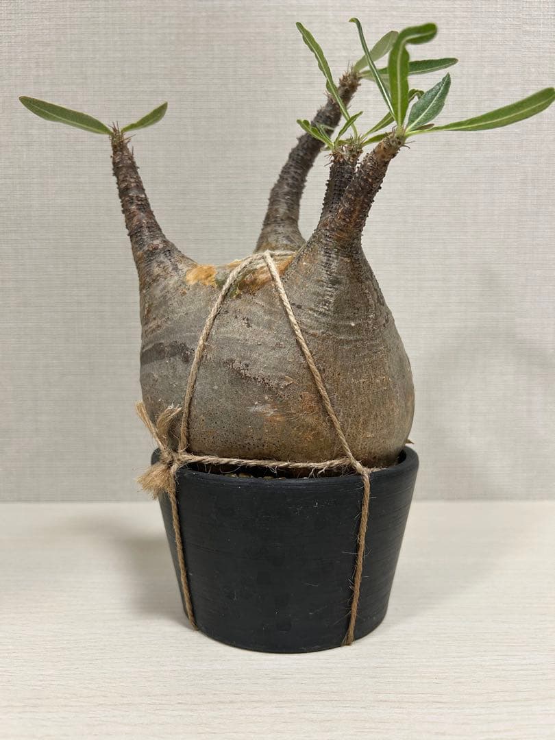 パキポディウム•グラキリス①　現地球　現地株　発根済み　塊根植物