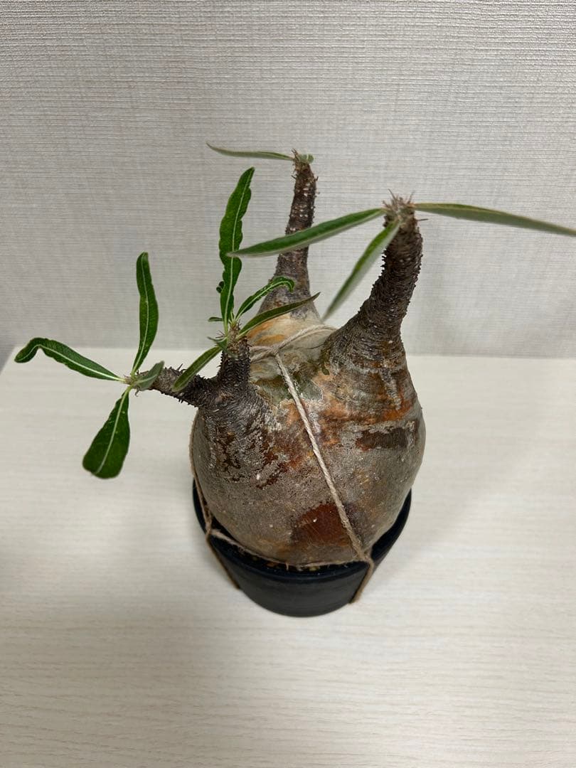 パキポディウム•グラキリス①　現地球　現地株　発根済み　塊根植物