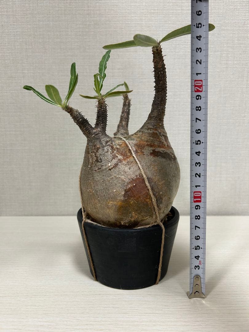 パキポディウム•グラキリス①　現地球　現地株　発根済み　塊根植物