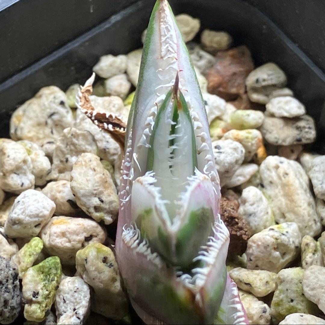 速達【鉢ごと発送】希少　アガベ　チタノタ　豆豆龍錦　覆輪斑　TC 安定株