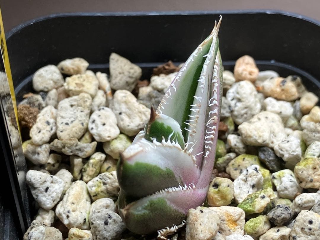 速達【鉢ごと発送】希少　アガベ　チタノタ　豆豆龍錦　覆輪斑　TC 安定株