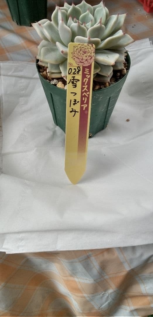 雪つぼみ（札付き）ミックスベリア　おらいさん　多肉