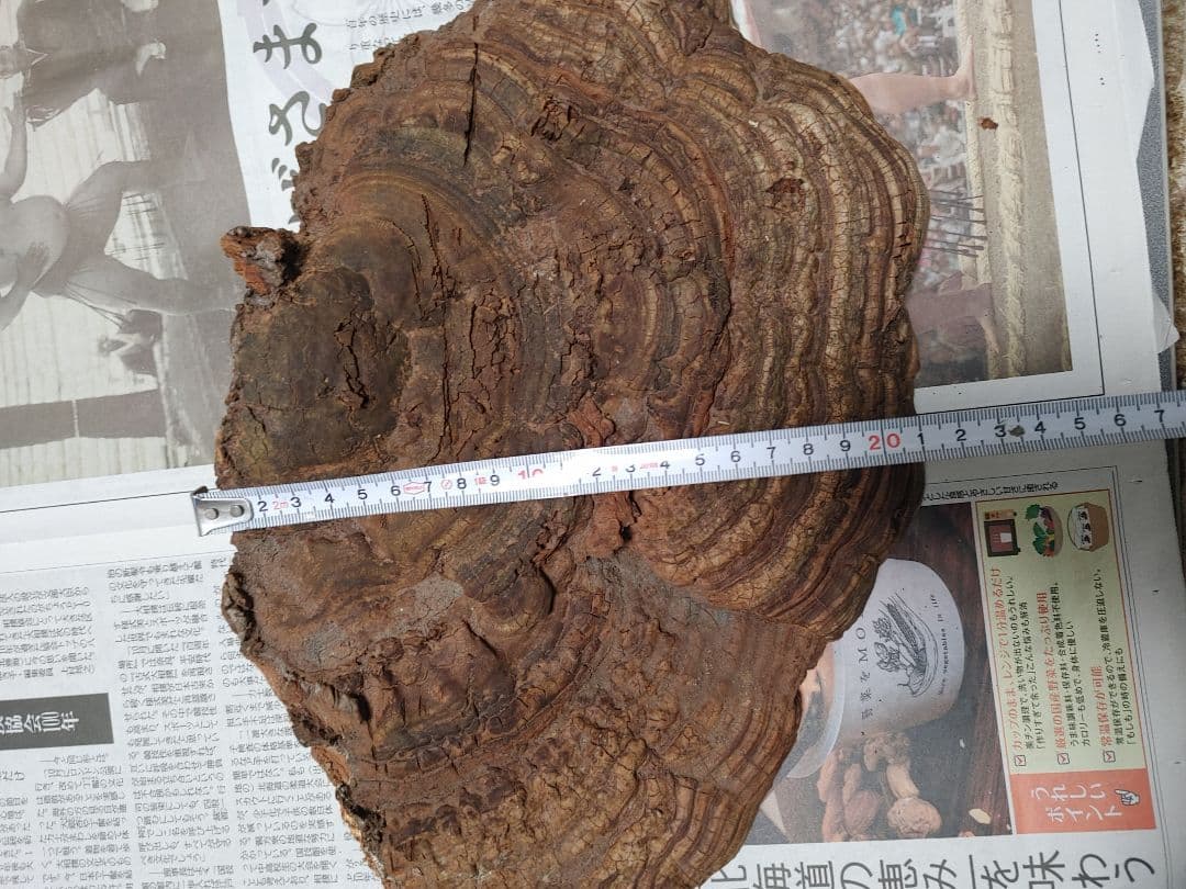 サルノコシカケ　天然物　大きいです。３個まとめて　漢方　インテリア