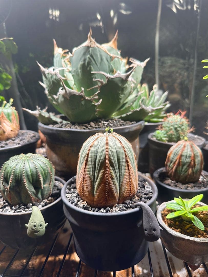 ユーフォルビアオベサ木質化極上株