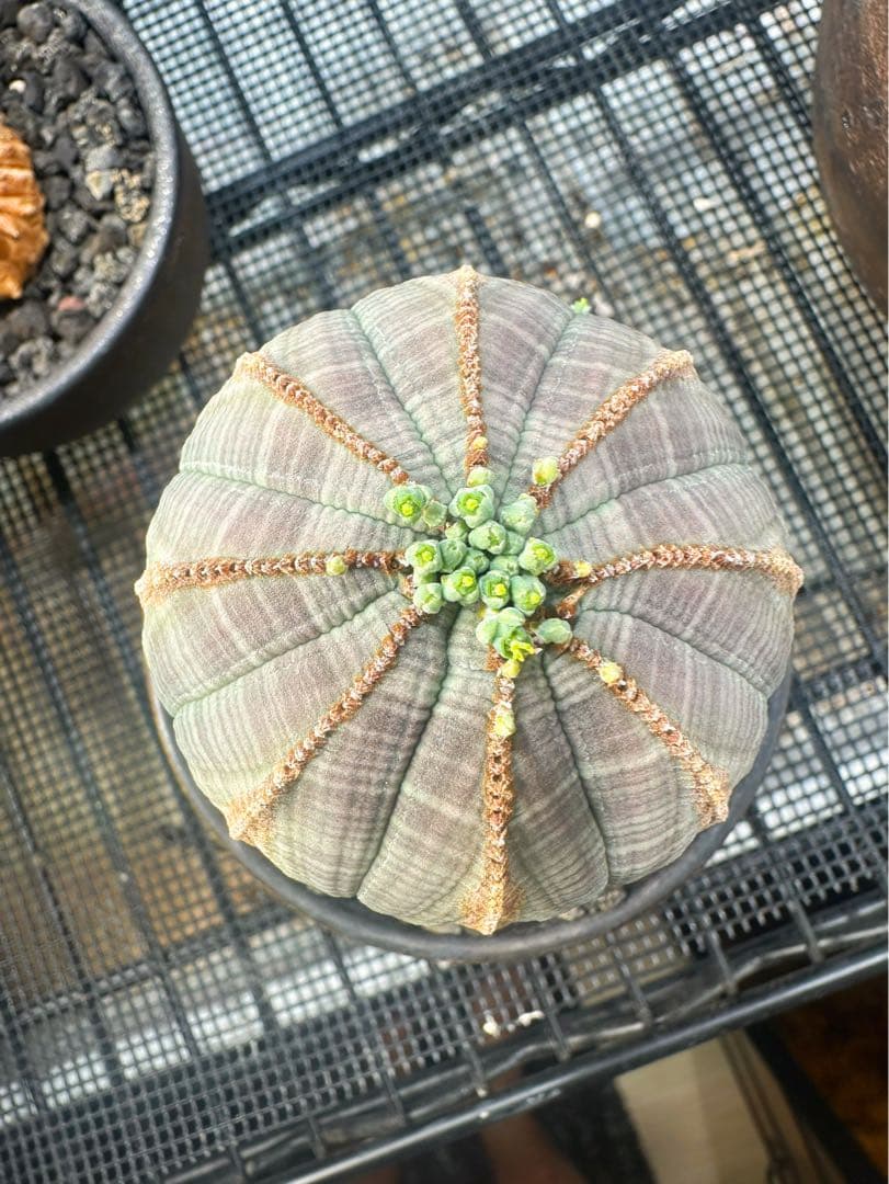 ユーフォルビアオベサ木質化極上株