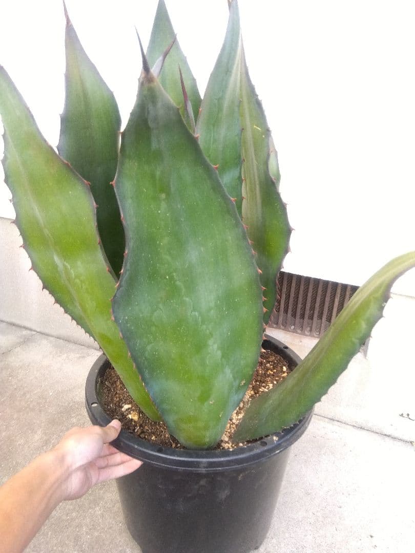 アガベ　アトロビレンス　特大株❗　い