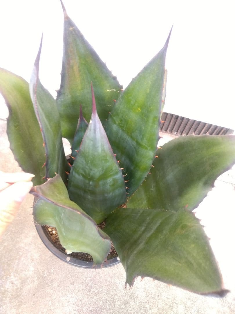 アガベ　アトロビレンス　特大株❗　い