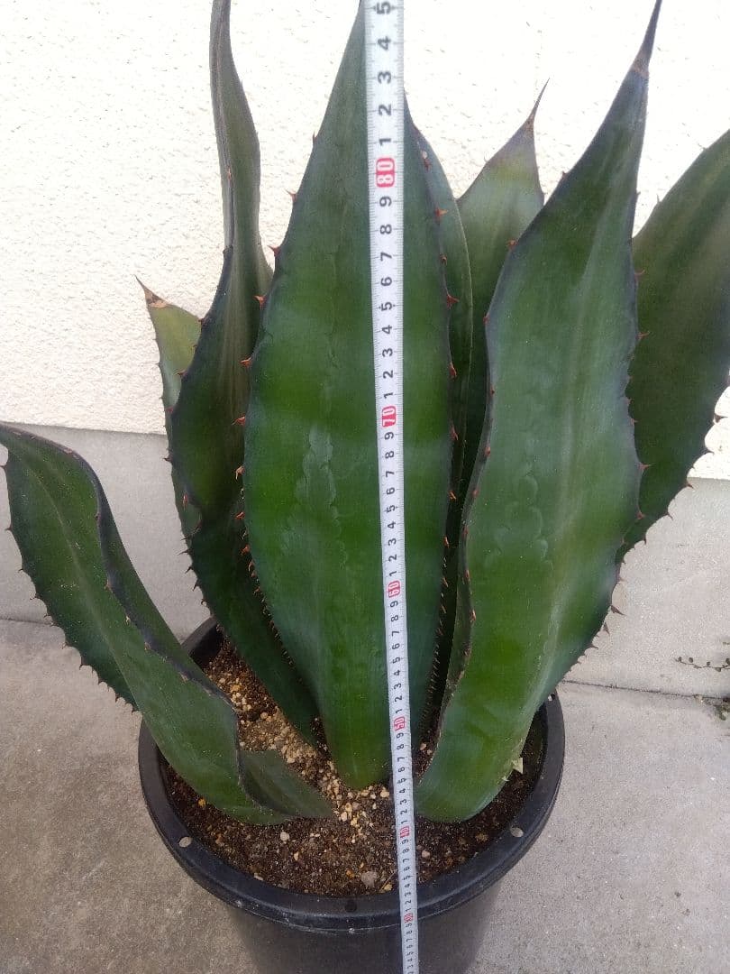 アガベ　アトロビレンス　特大株❗　い