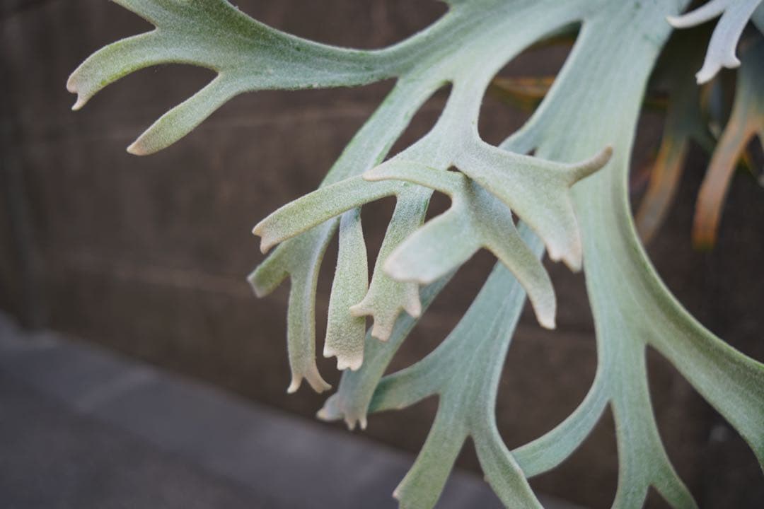 ビカクシダ P.willinckii \" Bogie \" OC