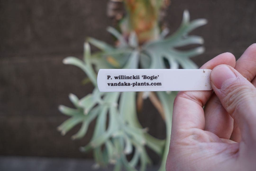 ビカクシダ P.willinckii \" Bogie \" OC