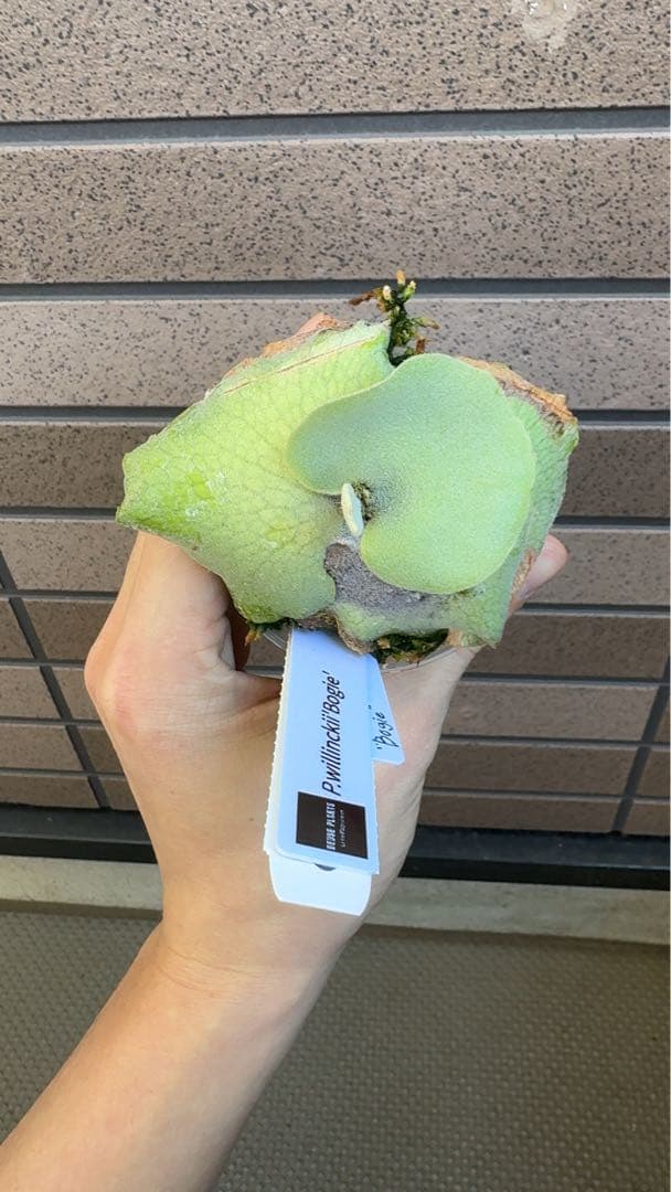 ビカクシダ P.willinckii \" Bogie \" OC