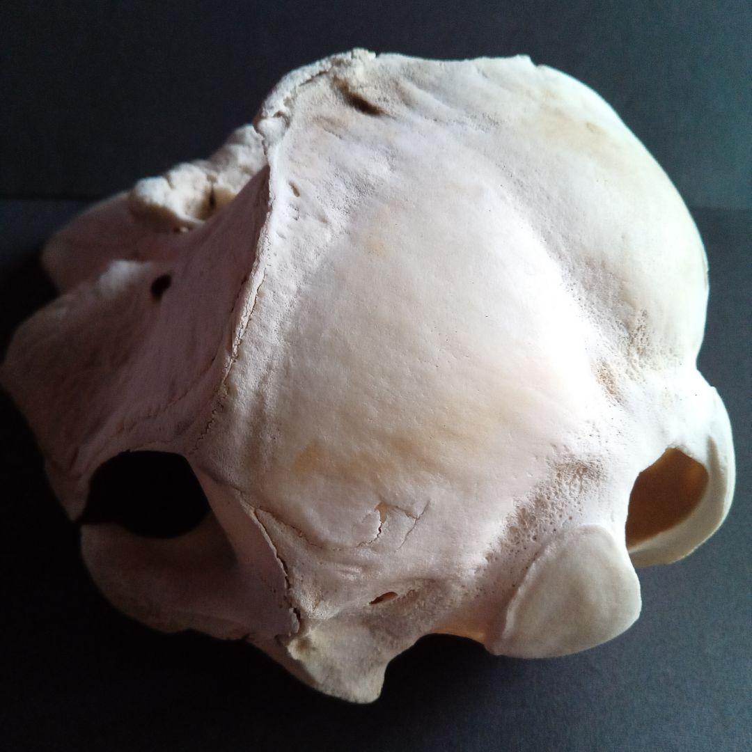 骨格標本　イルカ　頭骨　海棲哺乳類　極めて希少