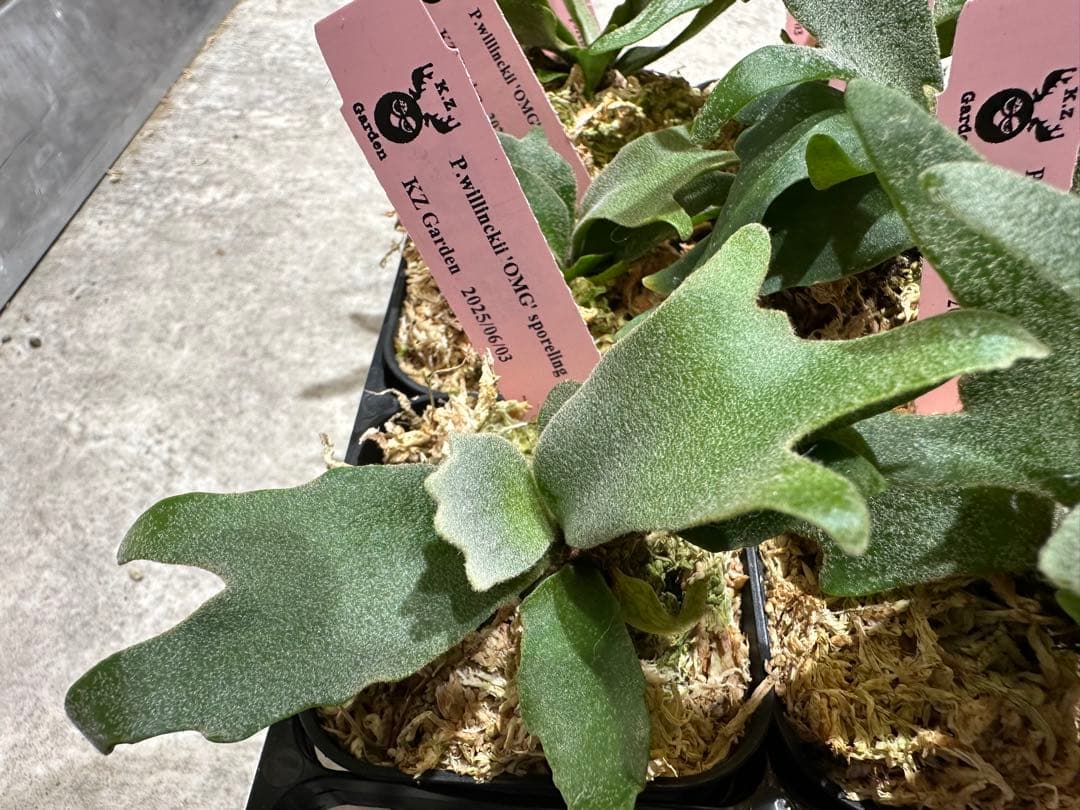 m*a様 【人気ドワーフ4種12株セット①】ビカクシダ OMG NANO