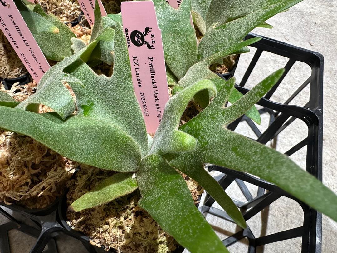 m*a様 【人気ドワーフ4種12株セット①】ビカクシダ OMG NANO