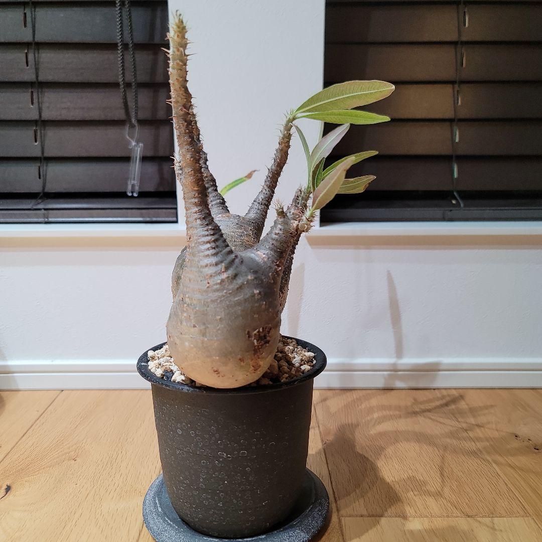 パキポディウム グラキリス 現地球 多頭 レア株 検パキプス、マカイエンセ