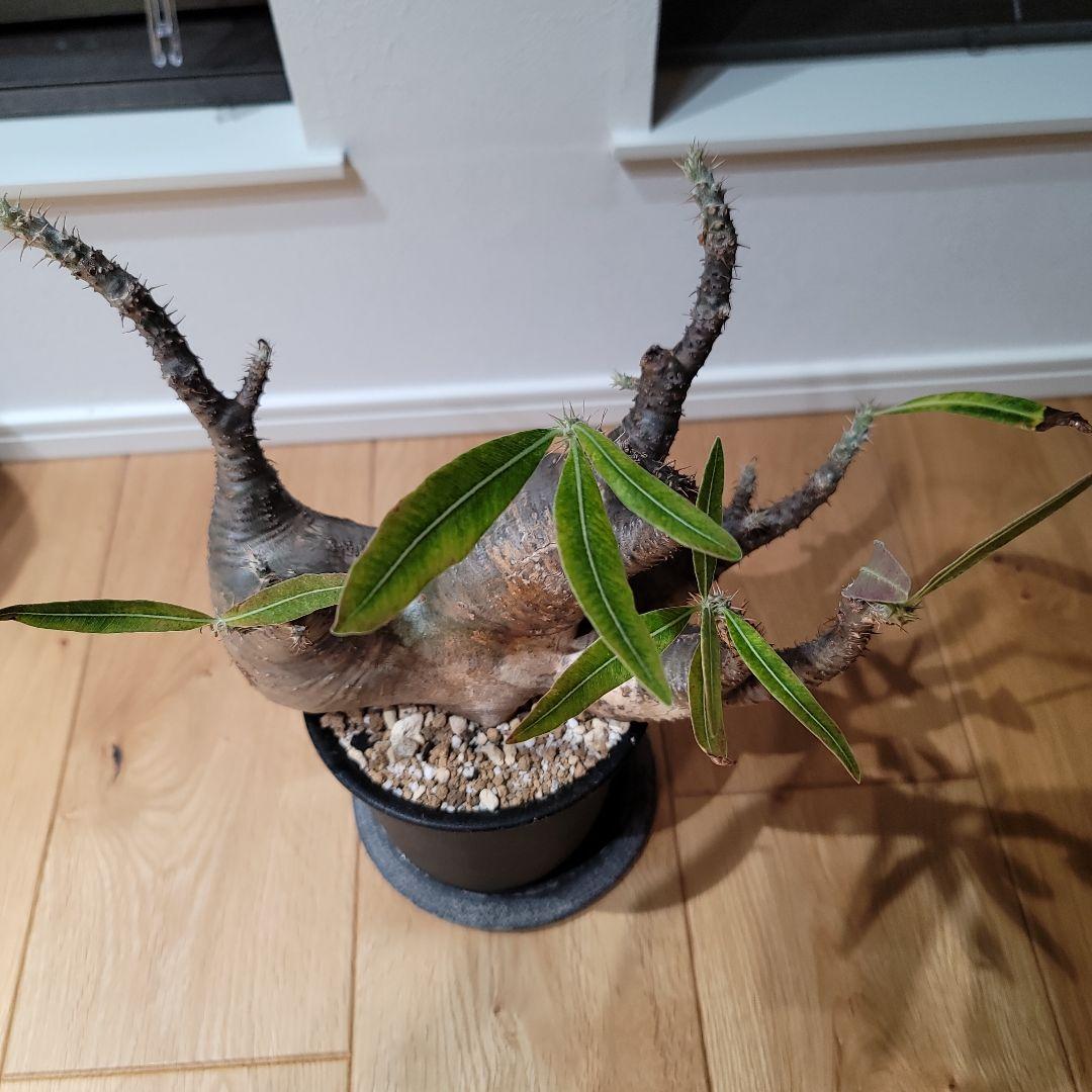 パキポディウム グラキリス 現地球 多頭 レア株 検パキプス、マカイエンセ