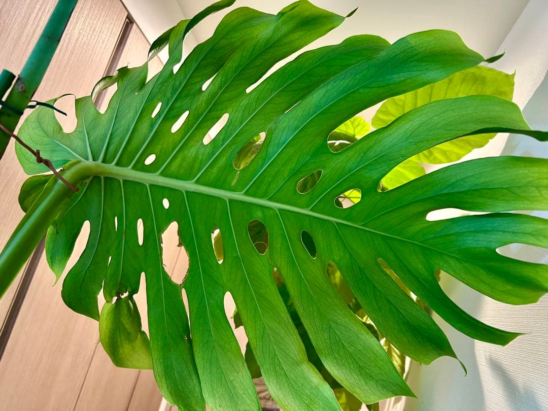 【引取特価】【ワイルド】破格！巨大モンステラ　約120cm 8号鉢 葉60cm