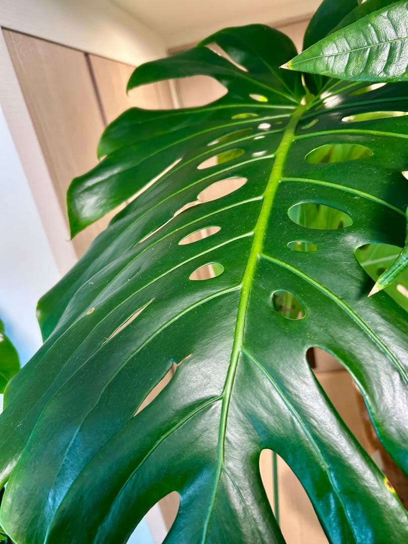 【引取特価】【ワイルド】破格！巨大モンステラ　約120cm 8号鉢 葉60cm