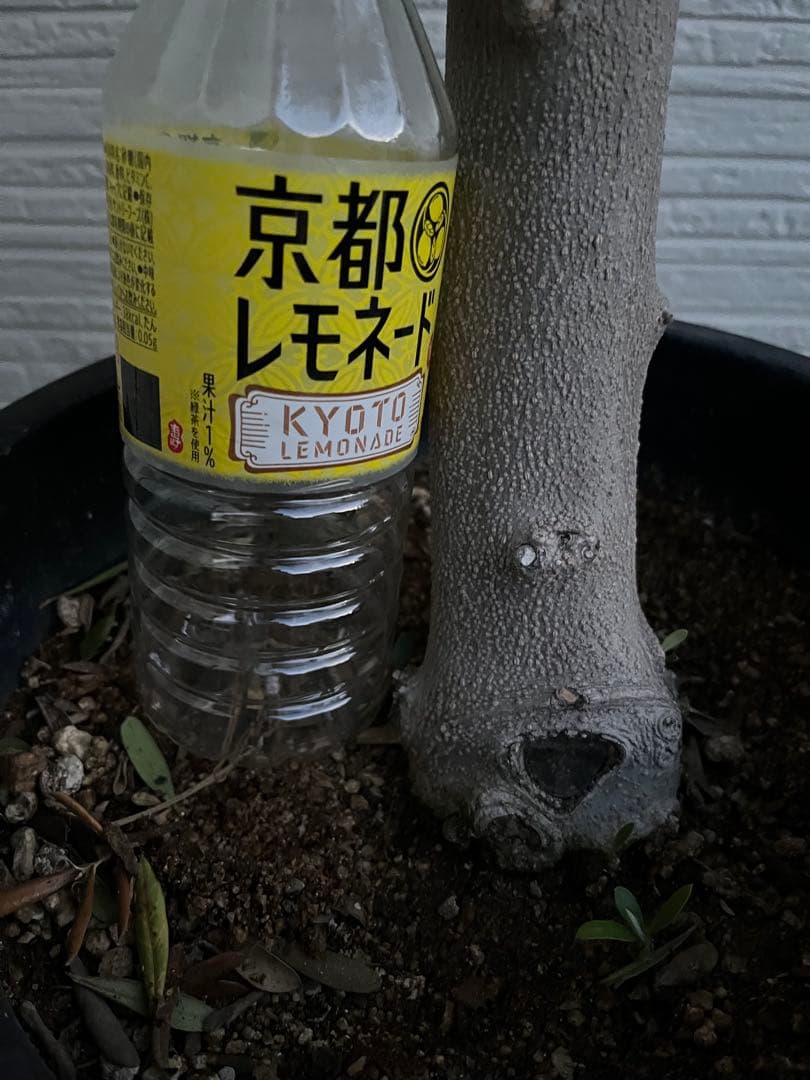 【SOUJU】オリーブの木　ネバディロブランコ　幹極太　No.14 9号鉢