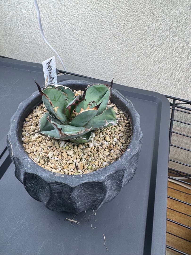 アガベ 中型 黒いセラミック鉢