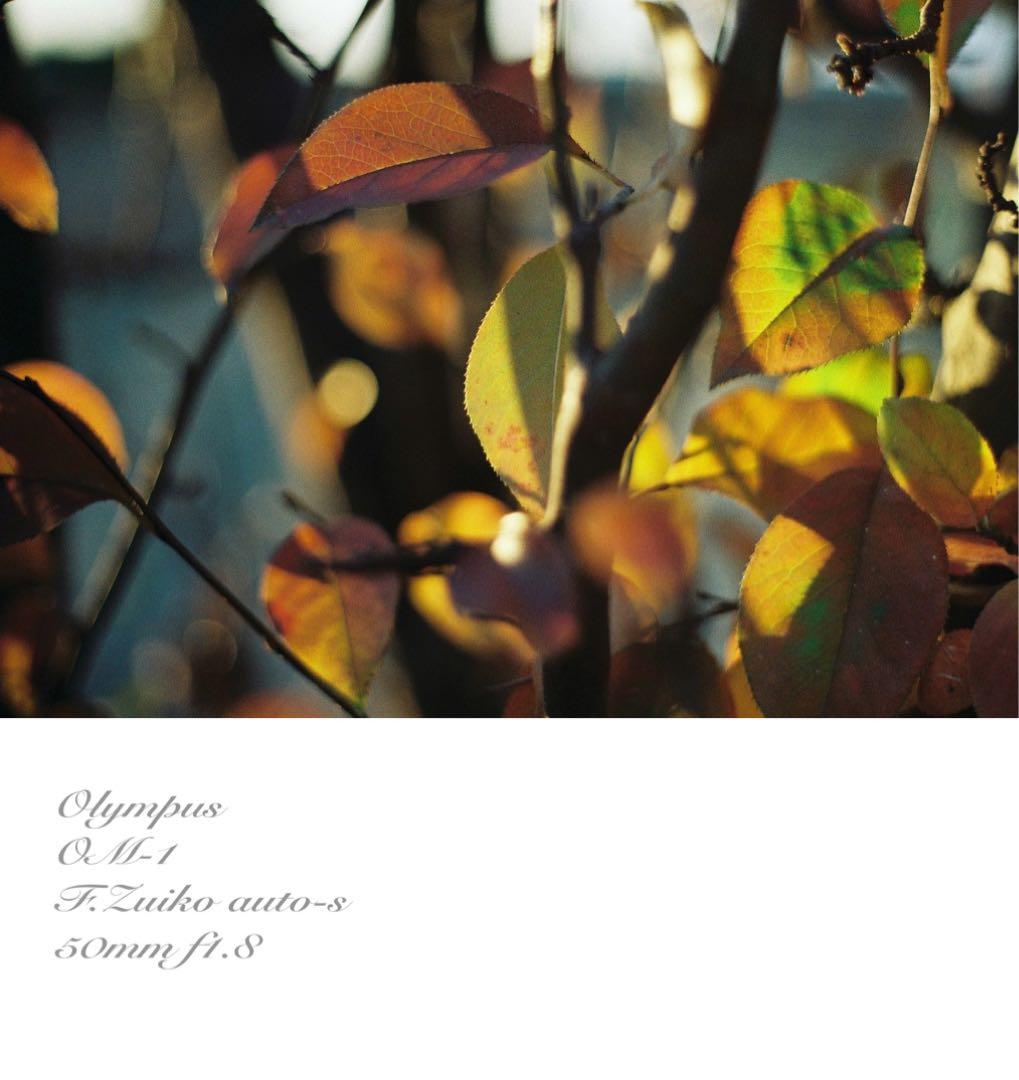 ★完動品＊美品＊初期保証★OM-1 ★グリーンリザード外装★作例必見！