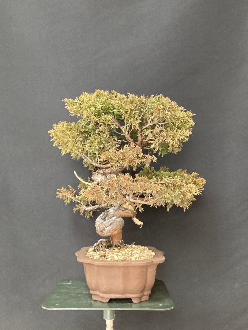 値下げ 早い者勝ち 画像追加 盆栽 中品 糸魚川 真柏