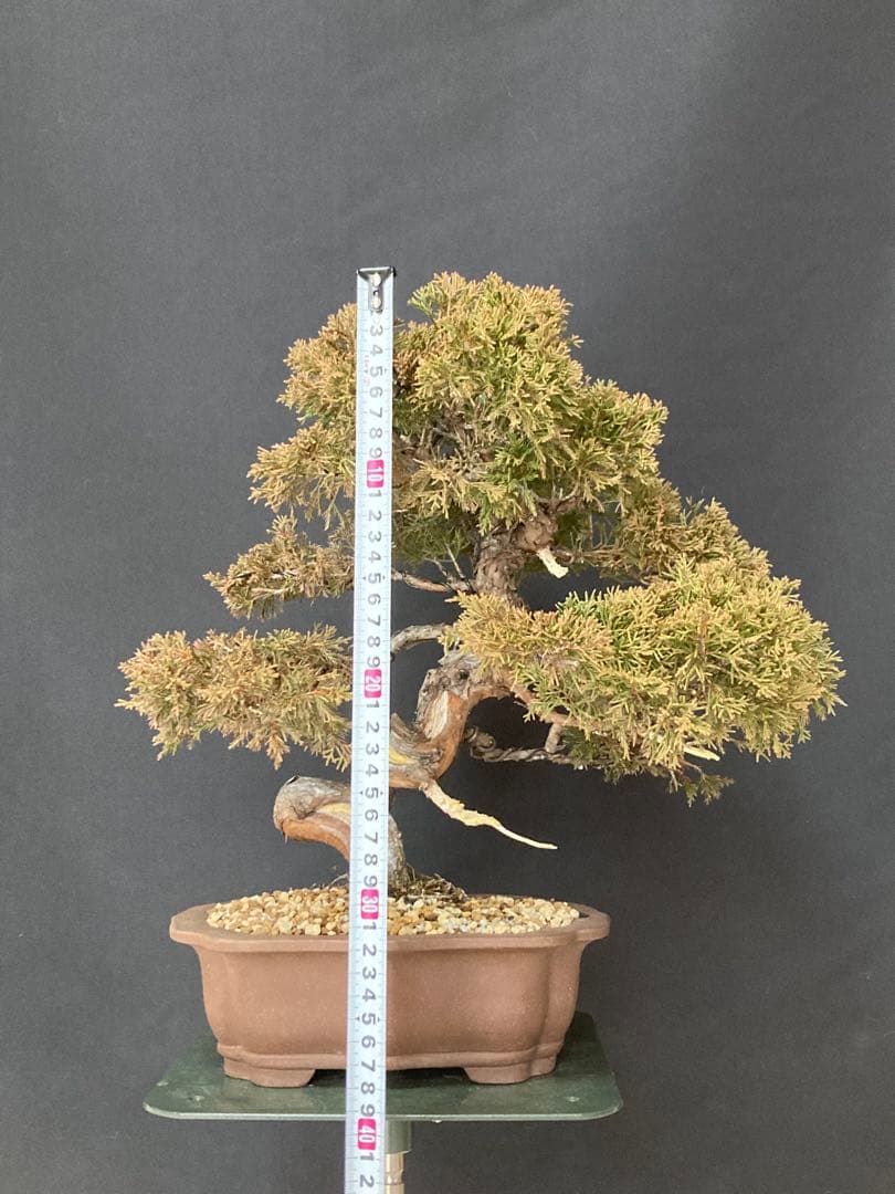 値下げ 早い者勝ち 画像追加 盆栽 中品 糸魚川 真柏