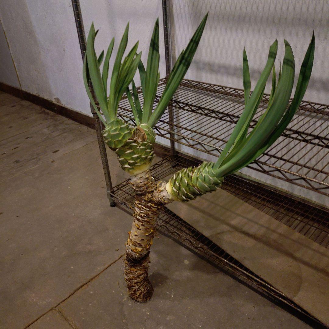 ユッカグロリオサ 3ヘッド 観葉植物