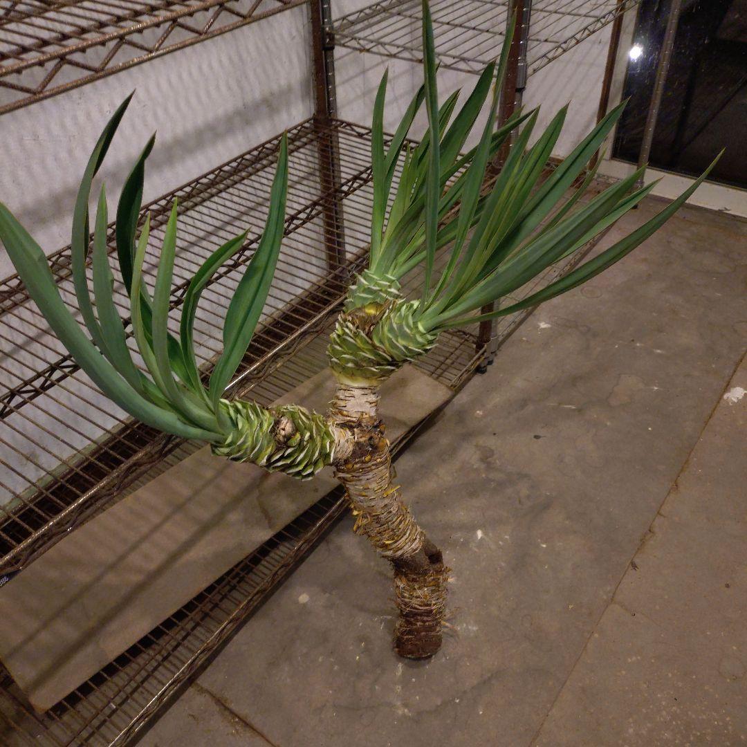 ユッカグロリオサ 3ヘッド 観葉植物