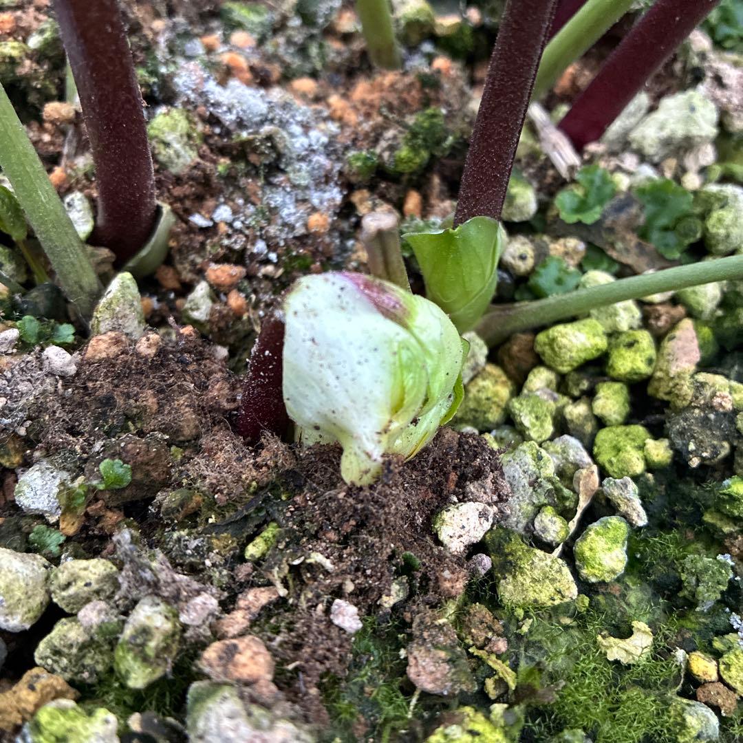 まいさんページ