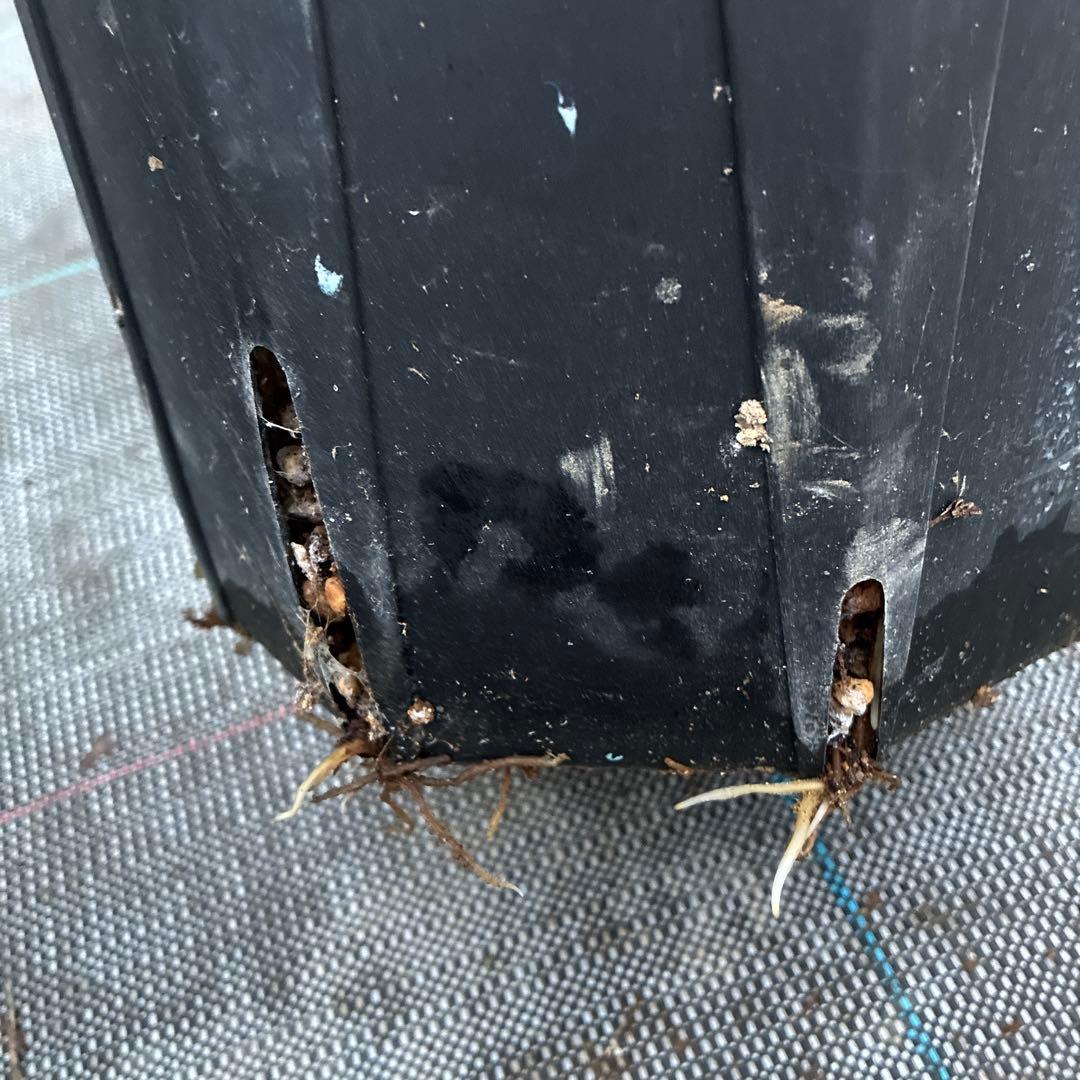 まいさんページ