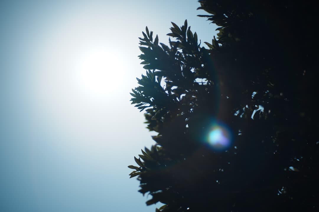 【極美品】Carl Zeiss Planar 85mm F1.4 MMJ 110