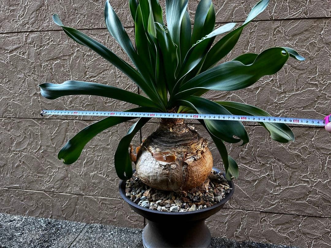 ブーファン　ハエマントイデス特大2頭