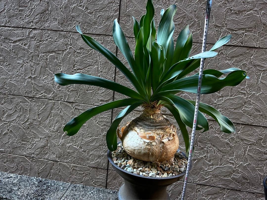 ブーファン　ハエマントイデス特大2頭