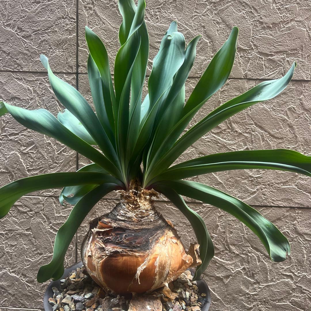 ブーファン　ハエマントイデス特大2頭