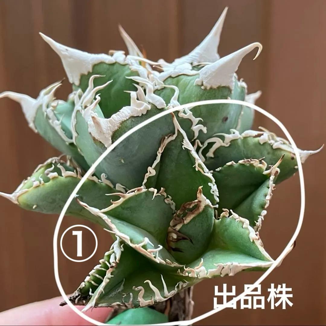 ノ*ツ様 【オークション】匿名配送　子株2株　有望　アガべ　白豪刺　OC【親株写