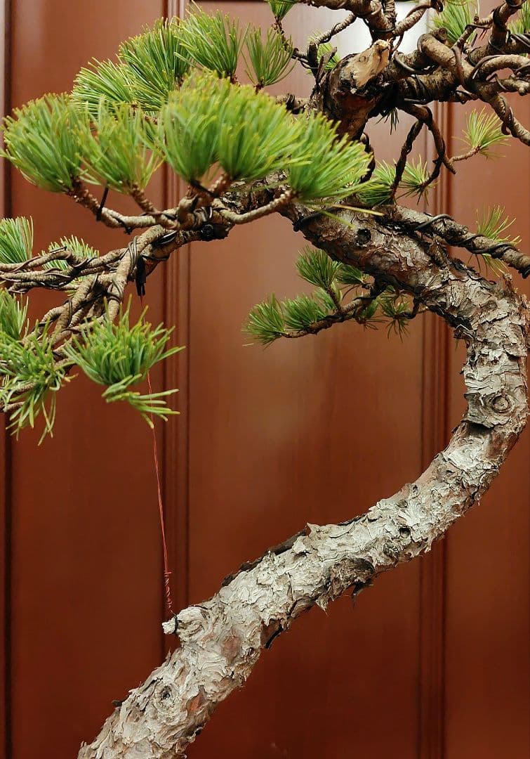 訳あり品、五葉松盆栽！