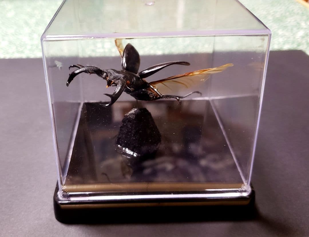 Mori出品 立体標本5点